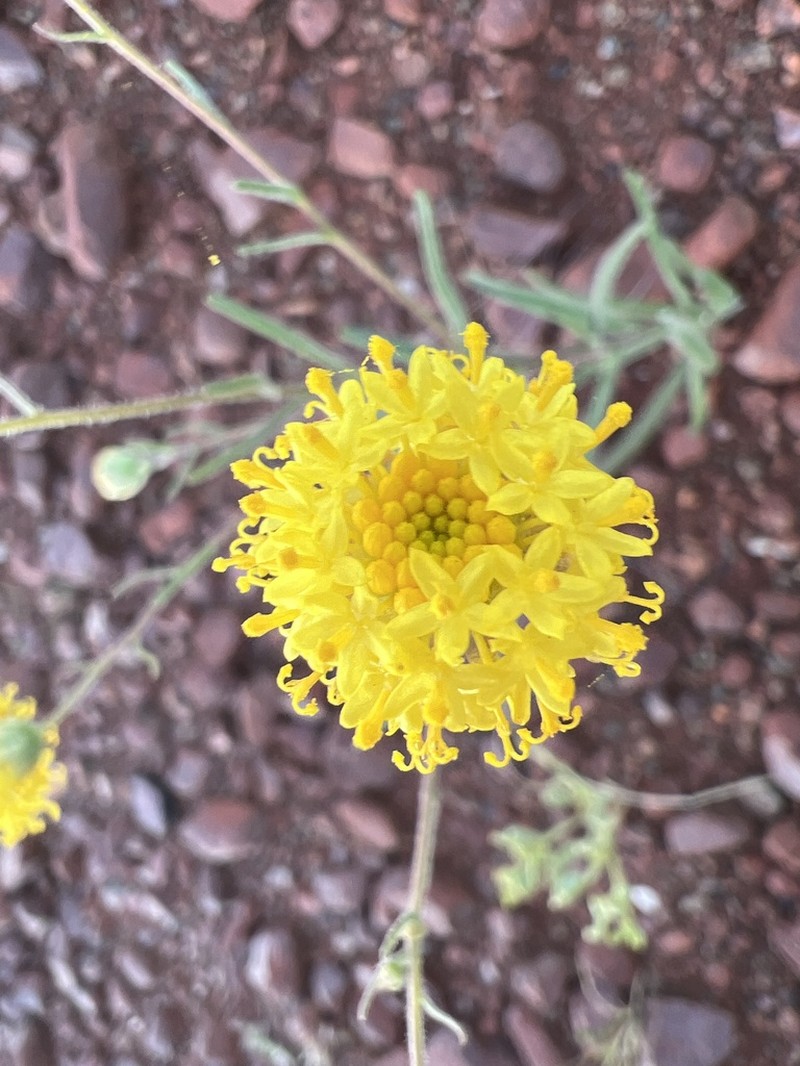 Schoenia ayersii photo 8