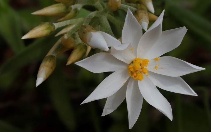 Schoenia cassiniana photo 7