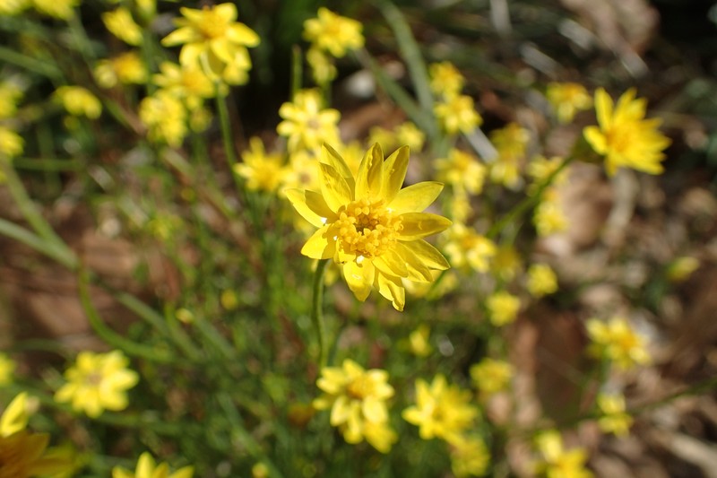 Schoenia filifolia