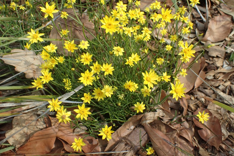 Schoenia filifolia photo 2