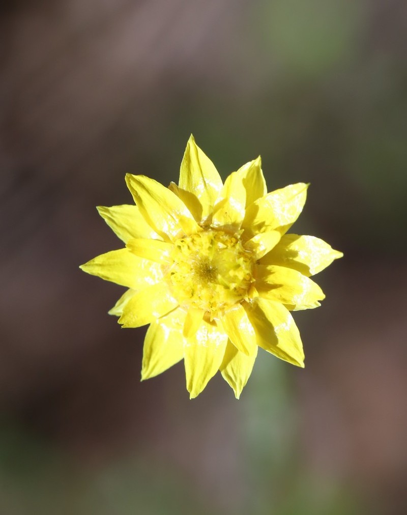 Schoenia filifolia photo 3