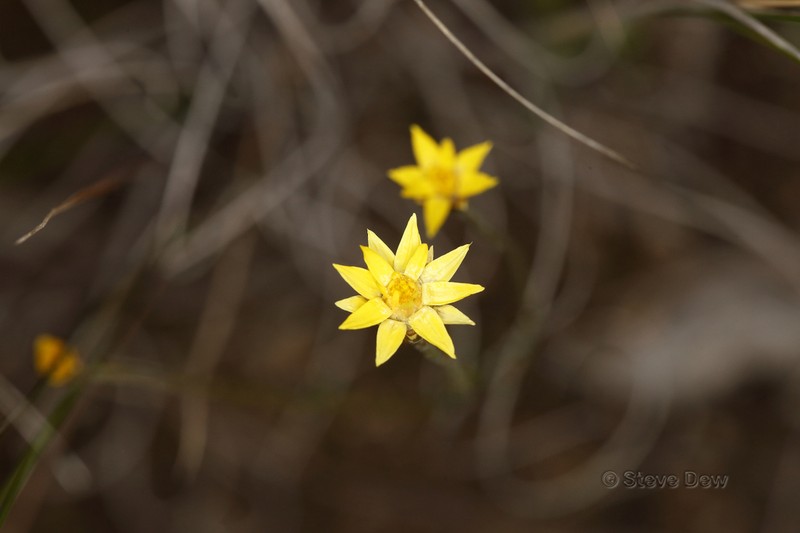 Schoenia filifolia photo 4