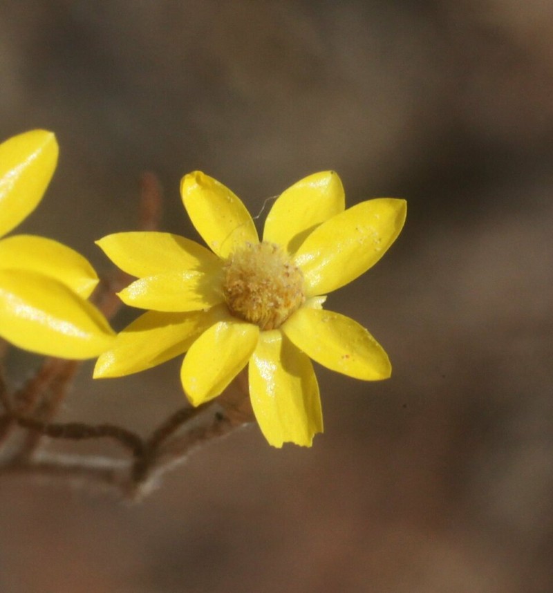 Schoenia filifolia photo 5