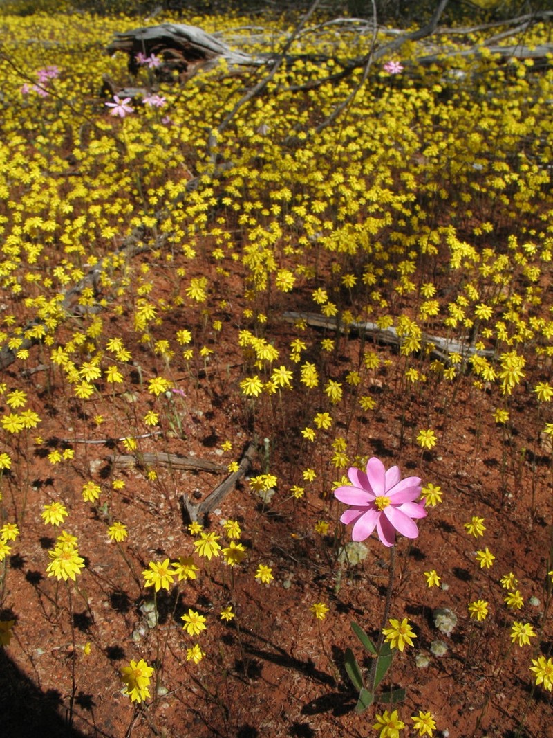 Schoenia filifolia photo 6