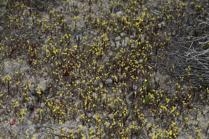 Schoenia filifolia photo 7