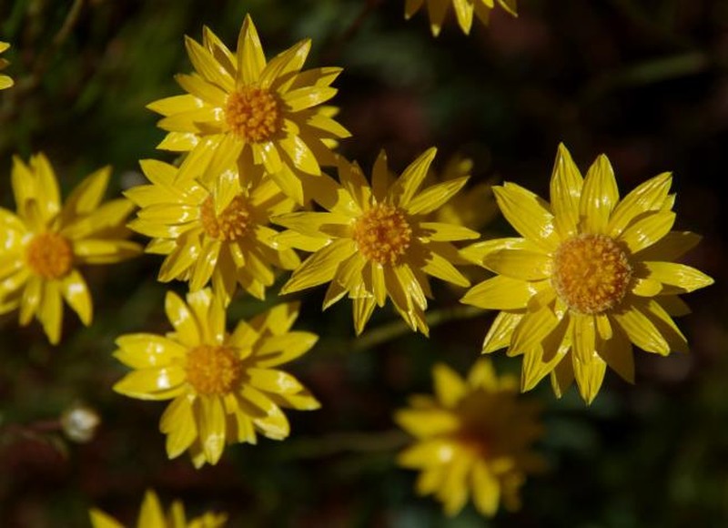Schoenia filifolia subsp. subulifolia
