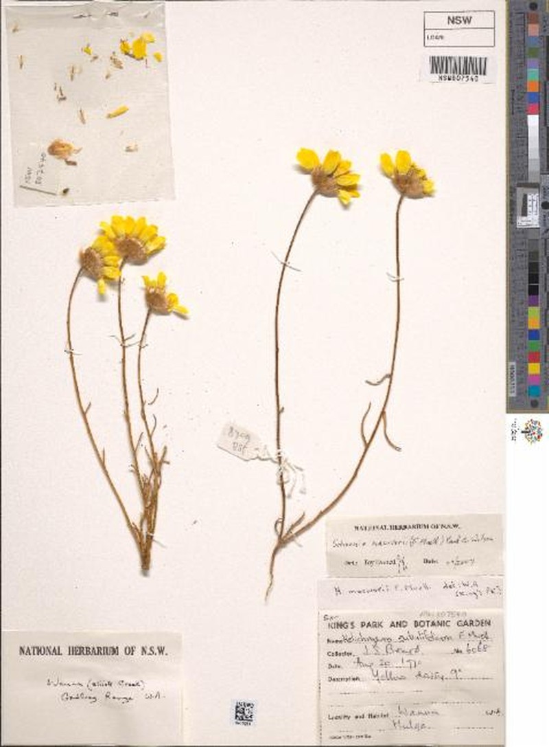 Schoenia macivorii