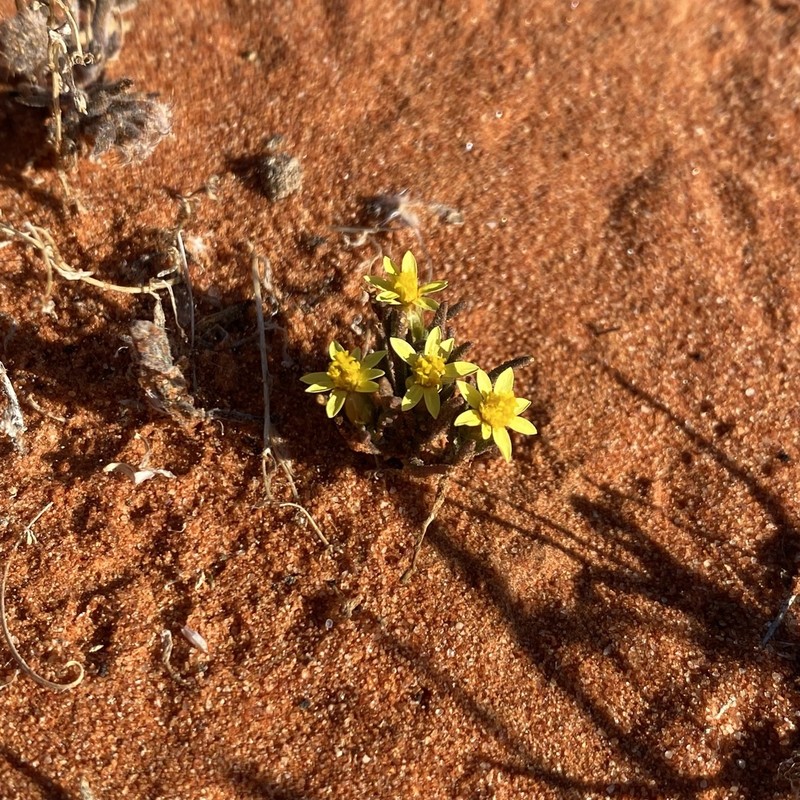 Schoenia ramosissima