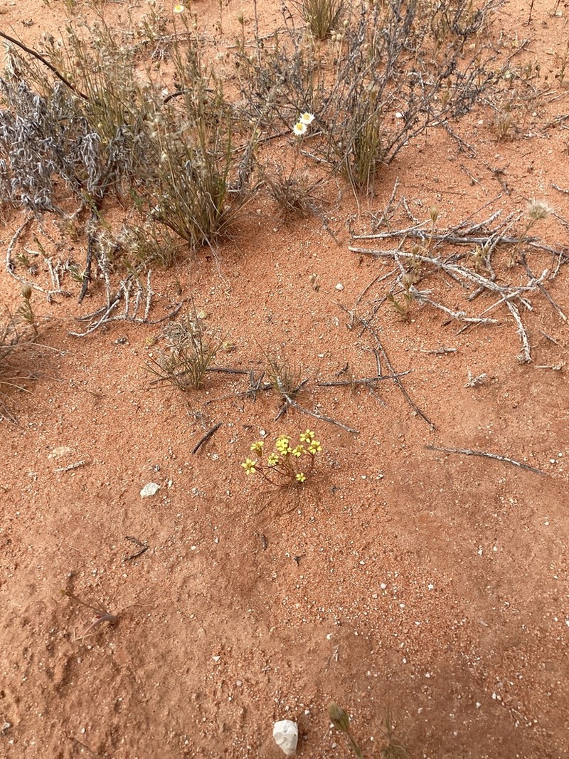 Schoenia ramosissima photo 2