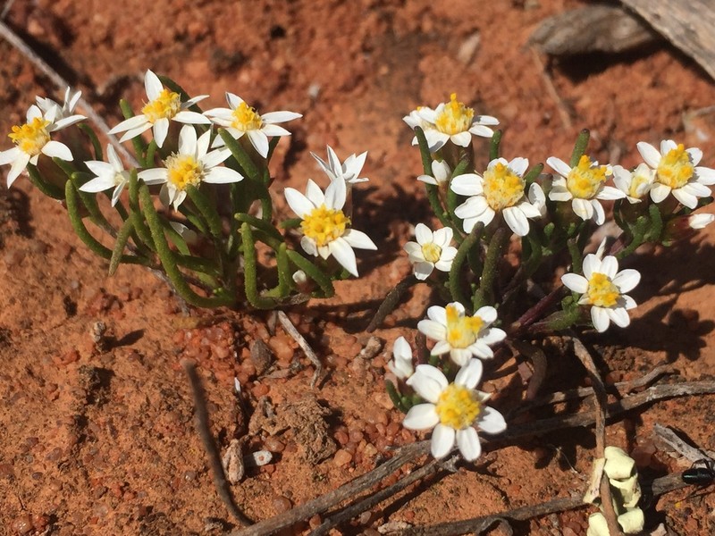 Schoenia ramosissima photo 3