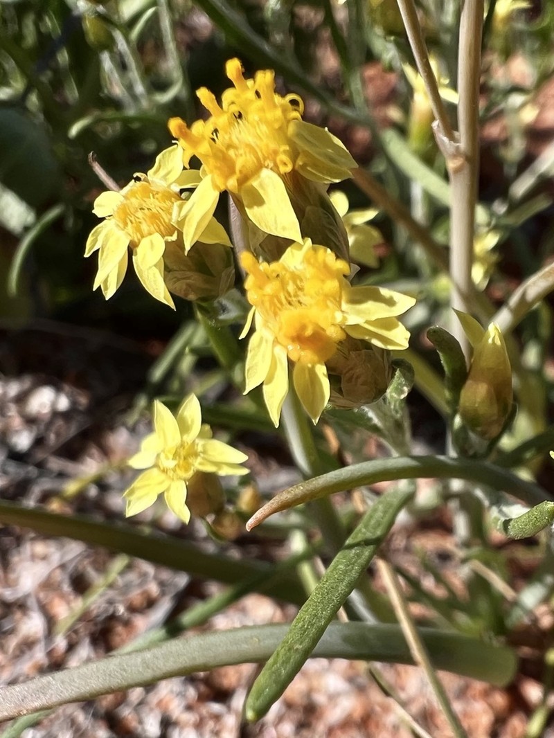 Schoenia ramosissima photo 4