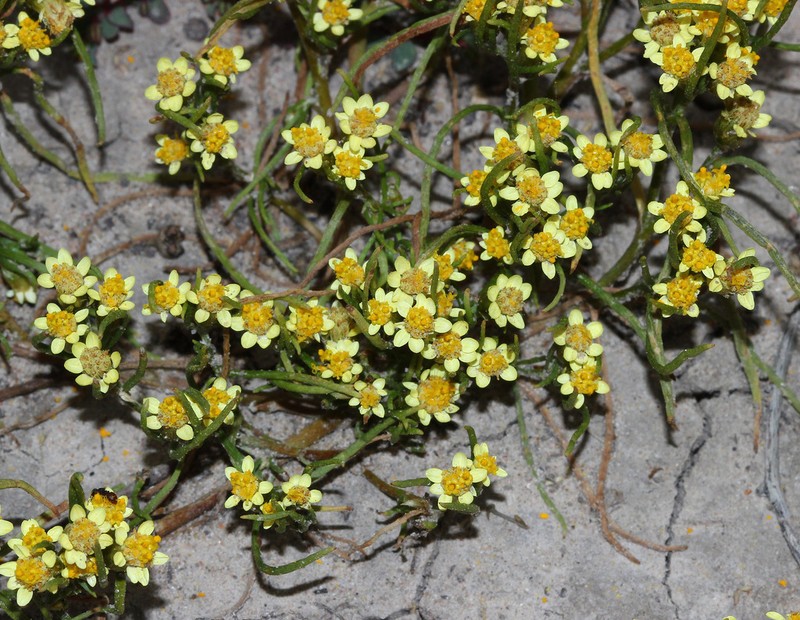 Schoenia ramosissima photo 6