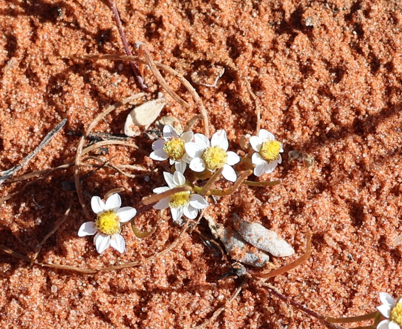 Schoenia ramosissima photo 7