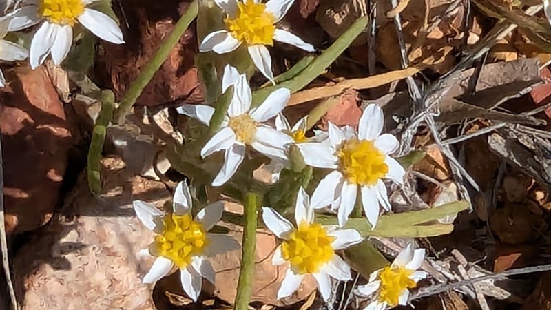 Schoenia ramosissima photo 8