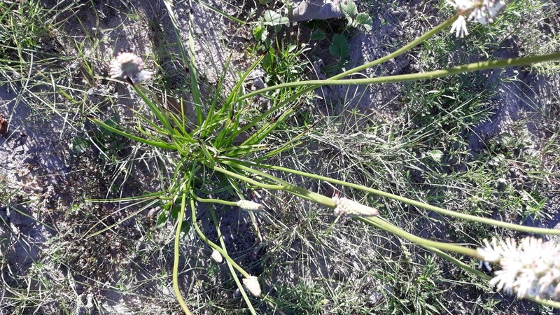 Schoenocaulon ghiesbreghtii