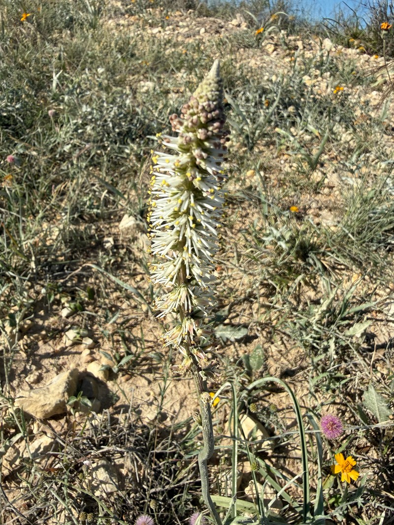 Schoenocaulon ghiesbreghtii photo 2