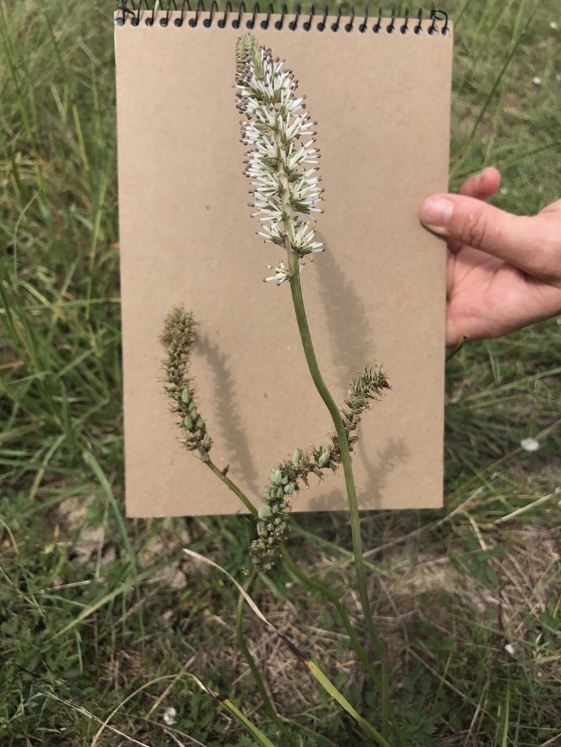 Schoenocaulon ghiesbreghtii photo 3