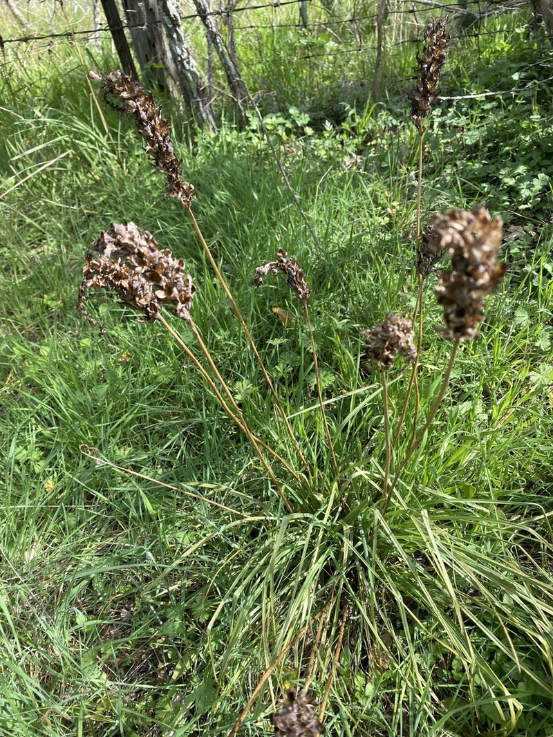 Schoenocaulon ghiesbreghtii photo 4