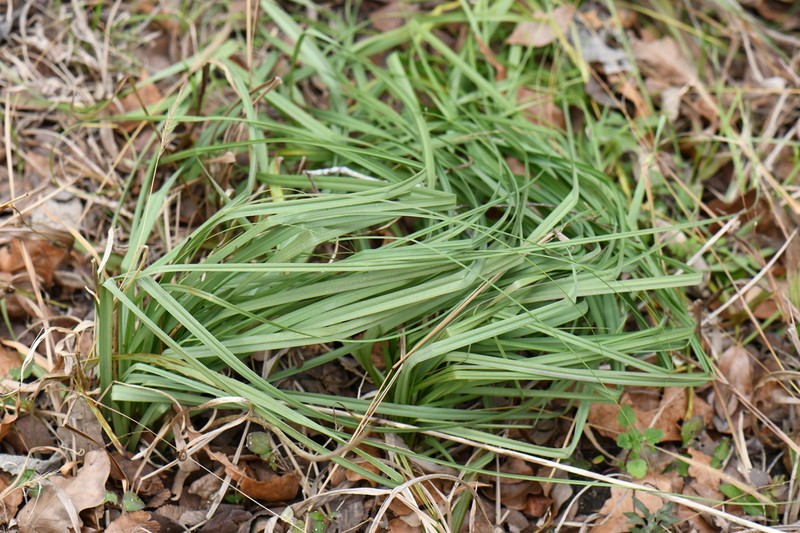 Schoenocaulon ghiesbreghtii photo 5