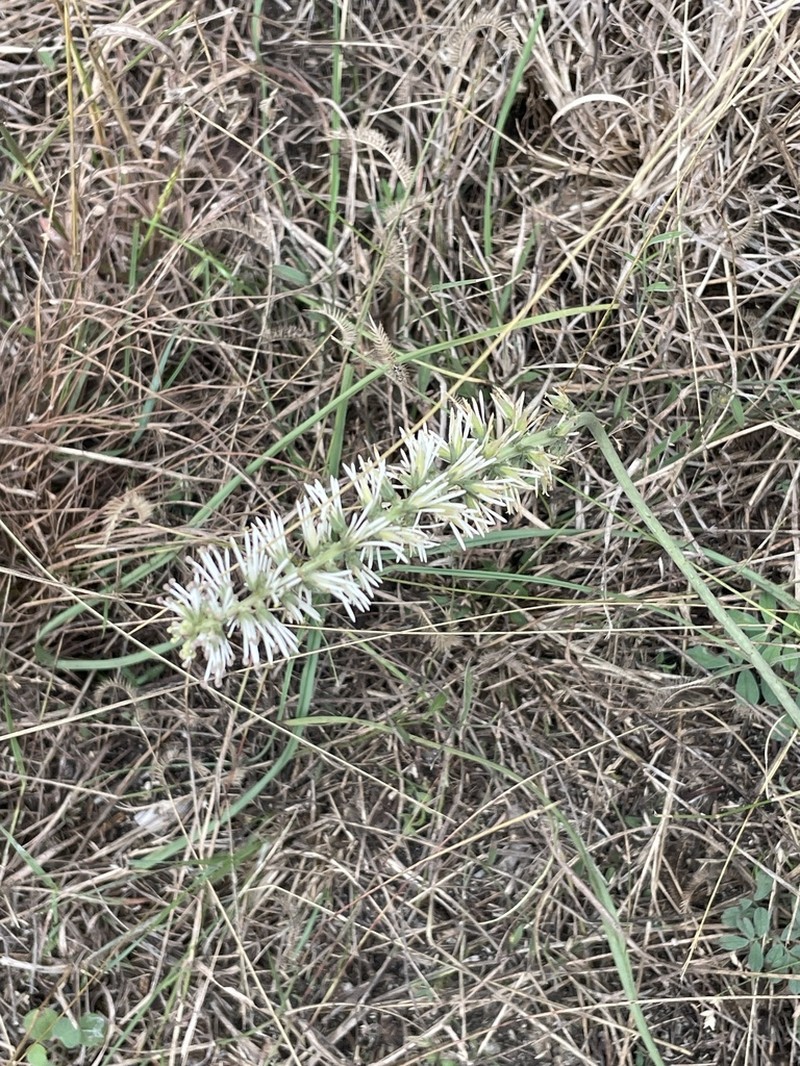 Schoenocaulon ghiesbreghtii photo 6