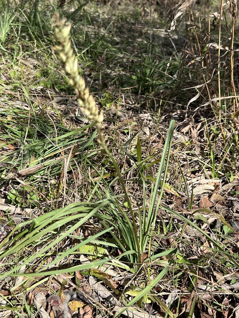 Schoenocaulon ghiesbreghtii photo 7