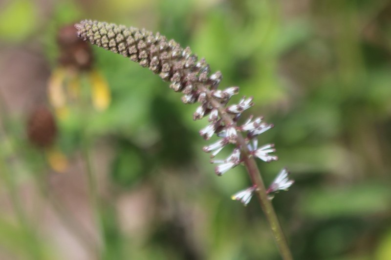 Schoenocaulon ghiesbreghtii photo 8