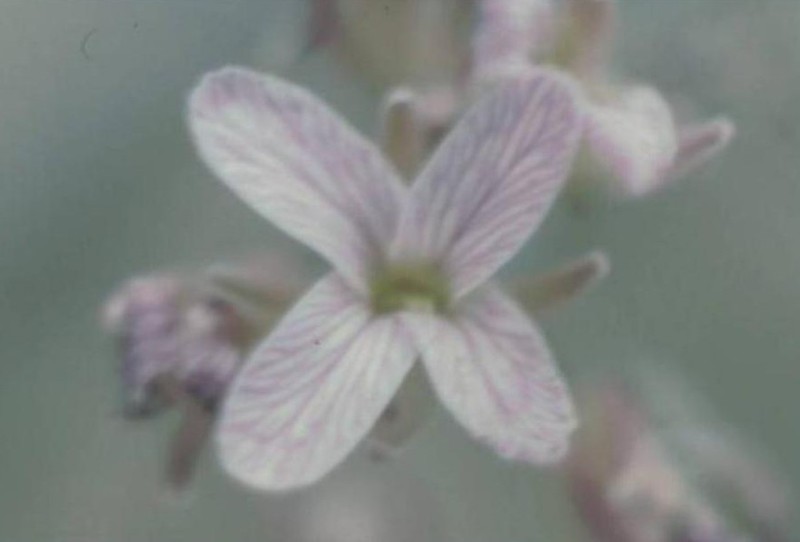 Uinta Basin Plainsmustard