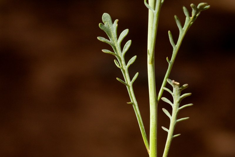 Flaxleaf Plainsmustard photo 2