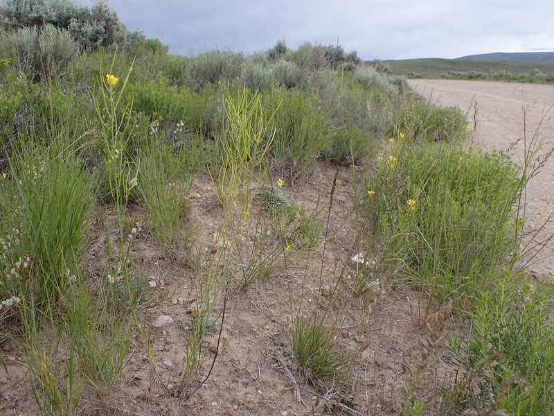 Flaxleaf Plainsmustard photo 3