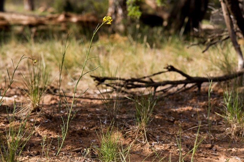 Flaxleaf Plainsmustard photo 4