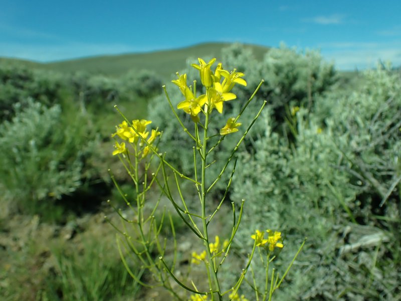 Flaxleaf Plainsmustard photo 5