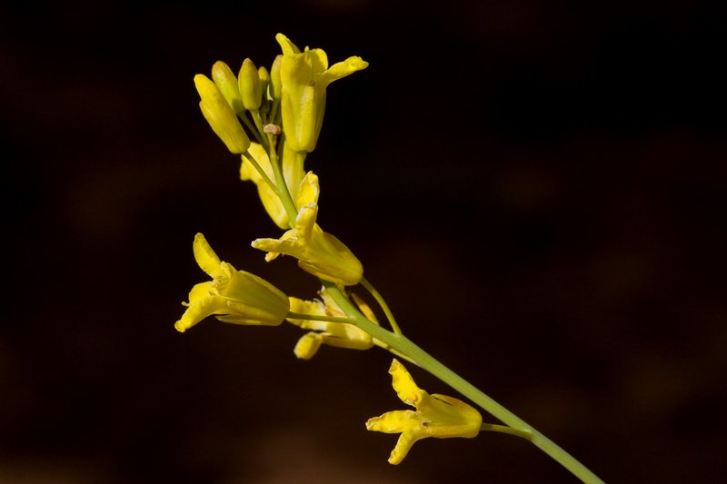 Flaxleaf Plainsmustard photo 6