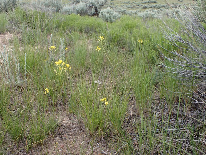 Flaxleaf Plainsmustard photo 7