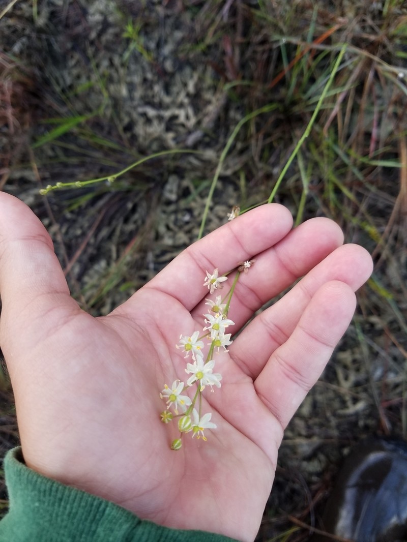 White Sunnybell