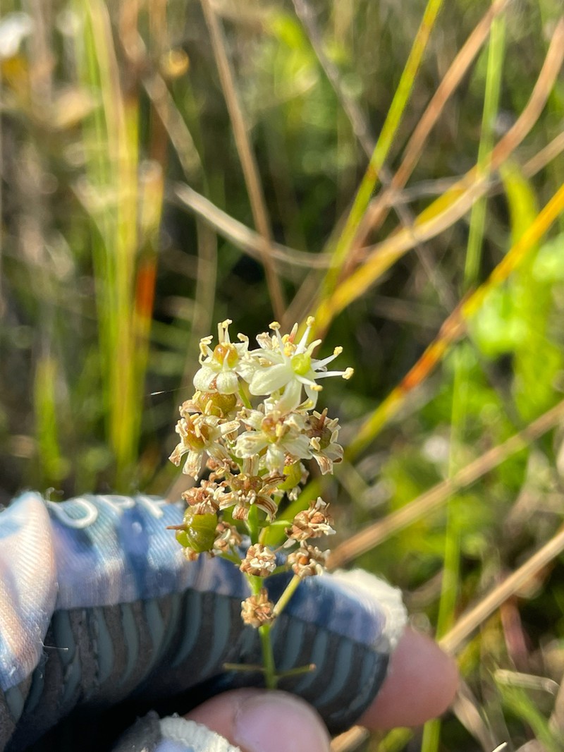 White Sunnybell photo 2