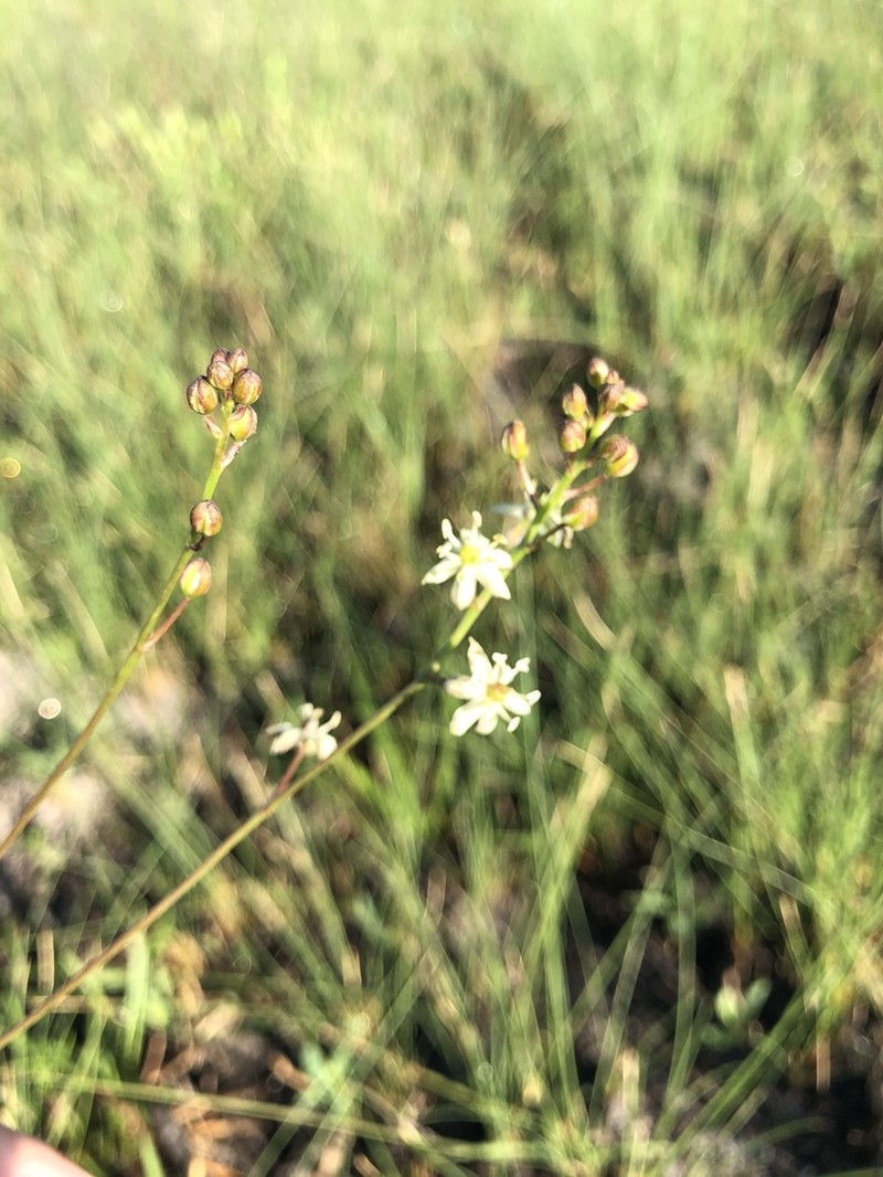 White Sunnybell photo 5