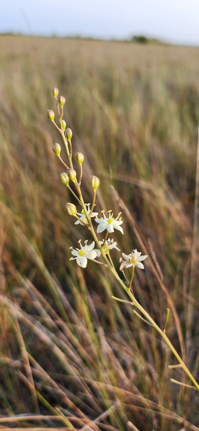 White Sunnybell photo 6