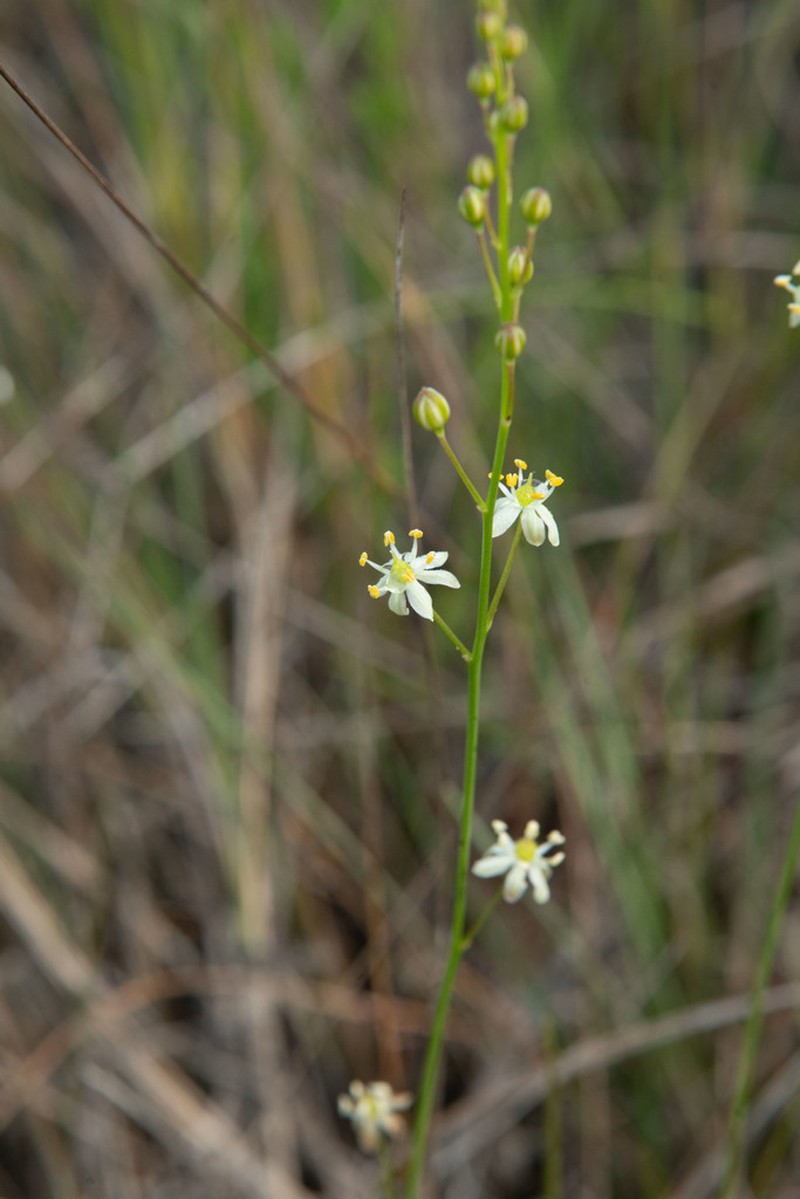 White Sunnybell photo 8