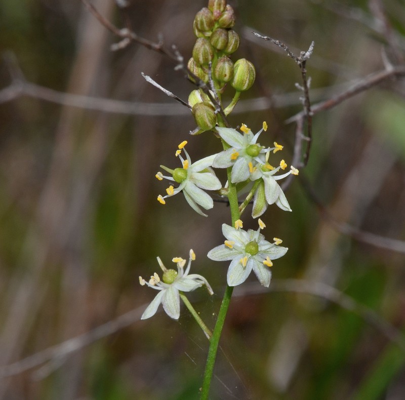 White Sunnybell