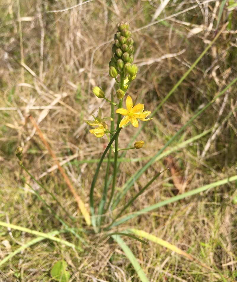 Yellow Sunnybell photo 3