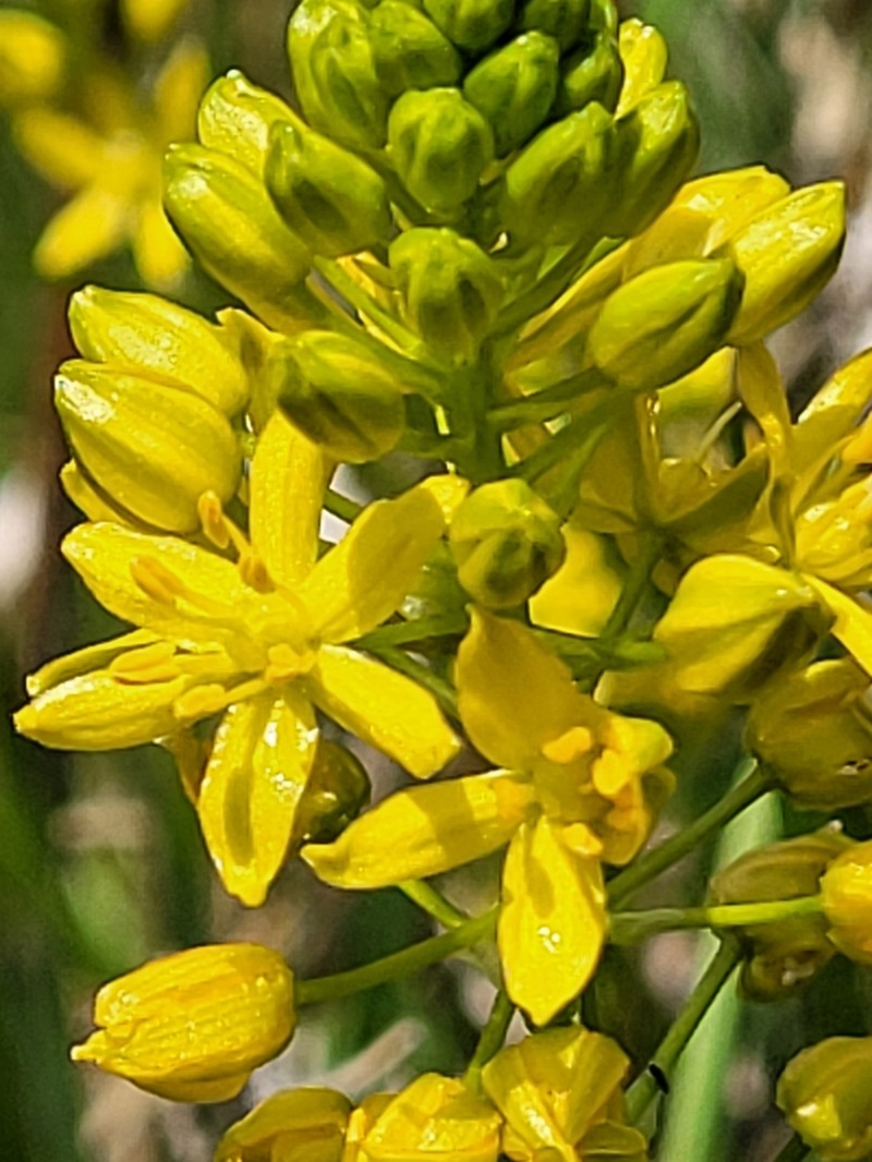 Yellow Sunnybell photo 5