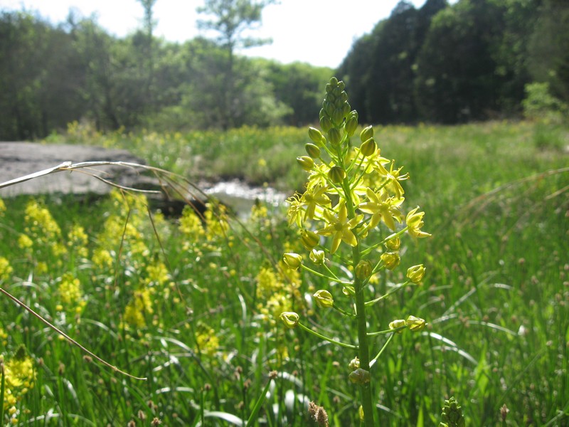 Yellow Sunnybell