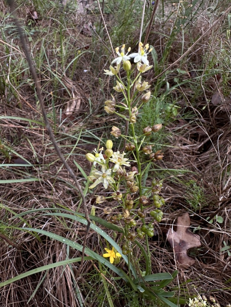 Texas Sunnybell photo 3