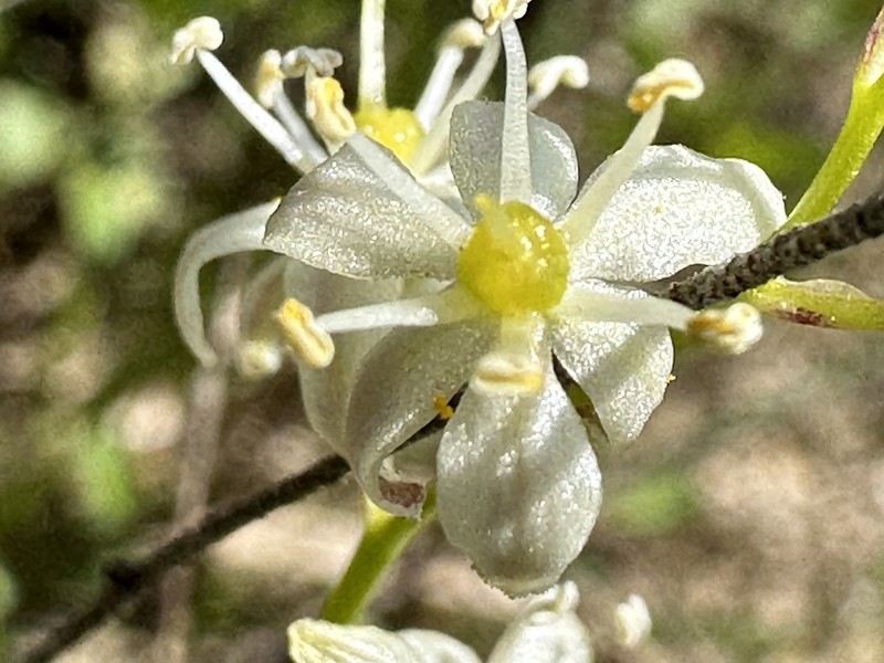 Texas Sunnybell photo 4
