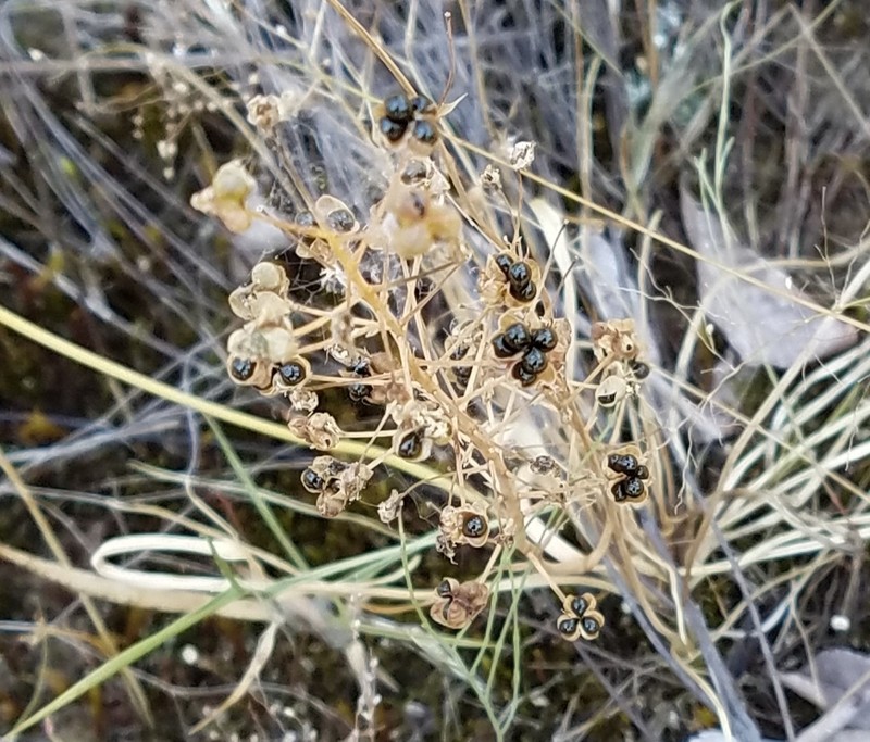 Texas Sunnybell photo 6