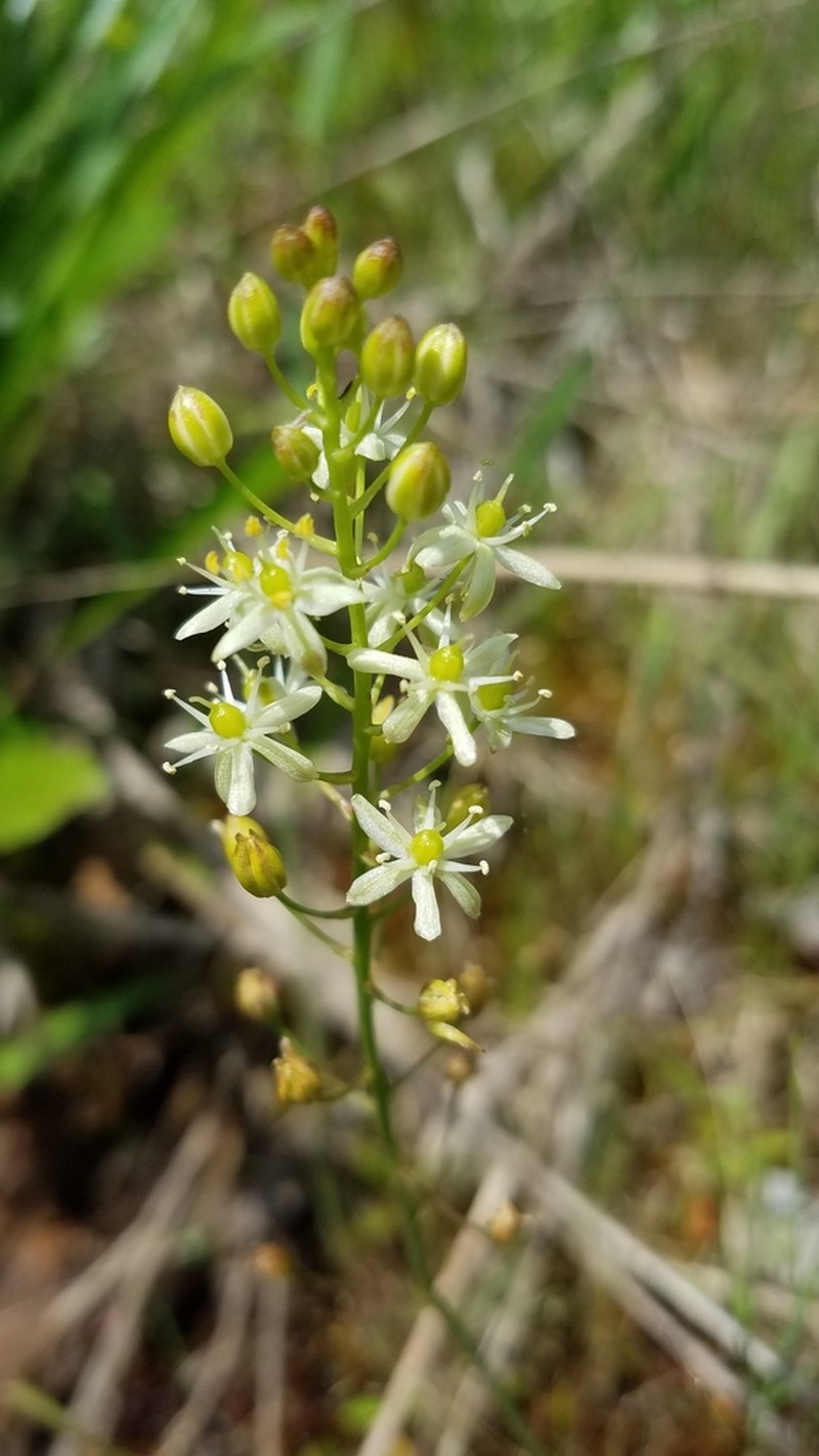 Texas Sunnybell photo 8