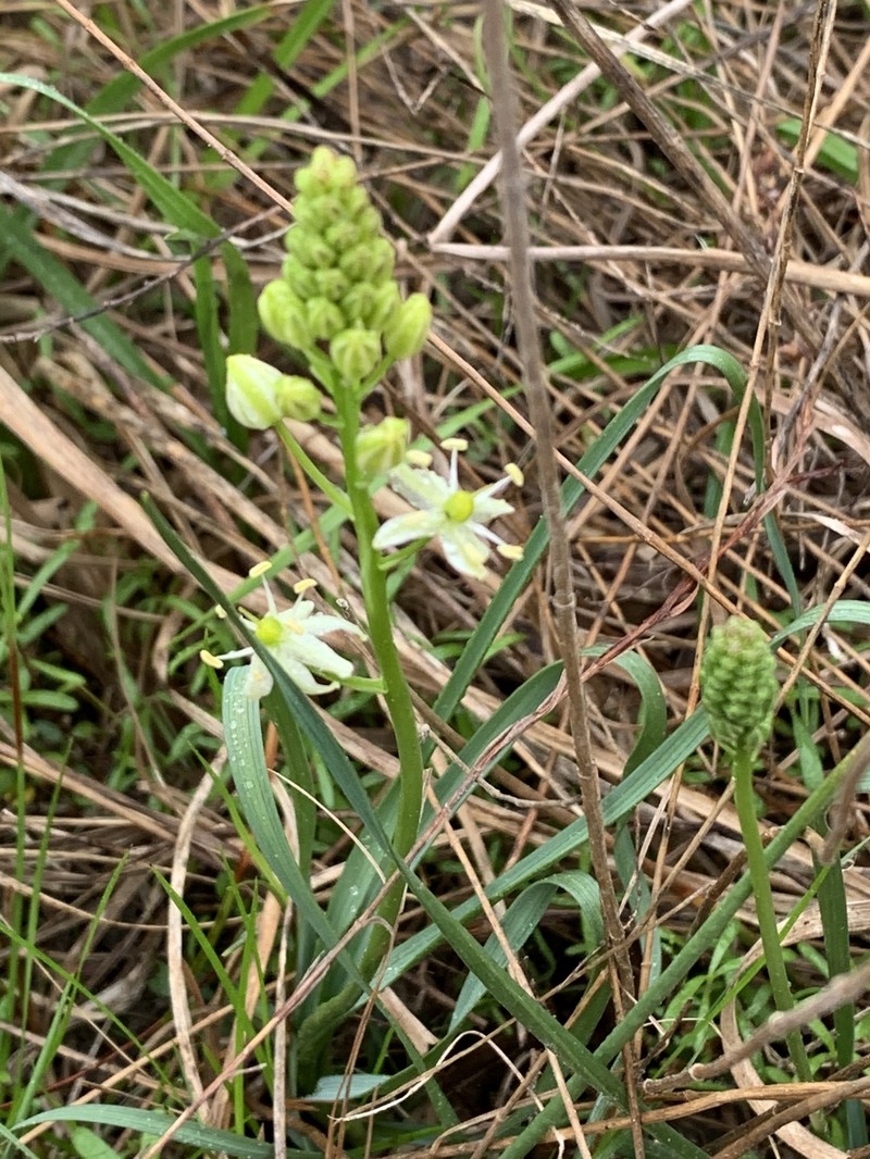 Texas Sunnybell photo 2