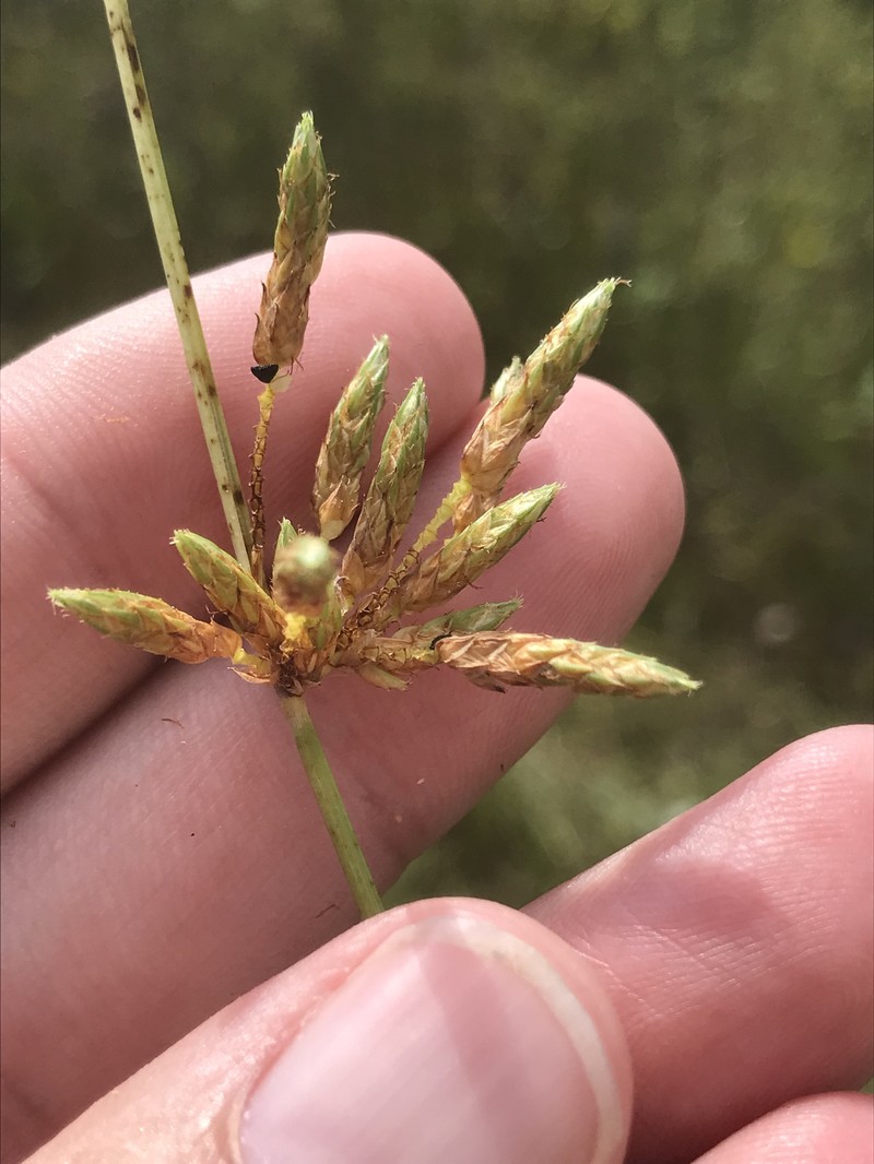 Schoenoplectiella × magrathii