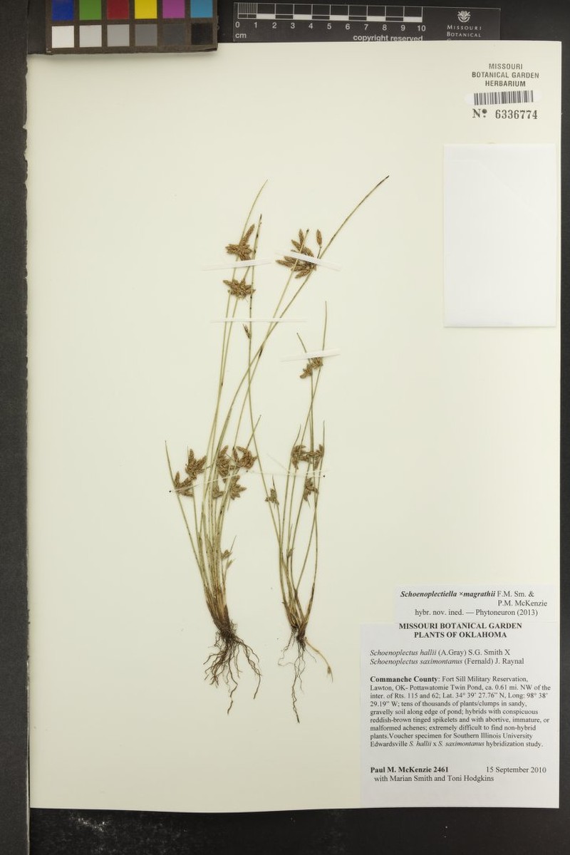 Schoenoplectiella × magrathii photo 2