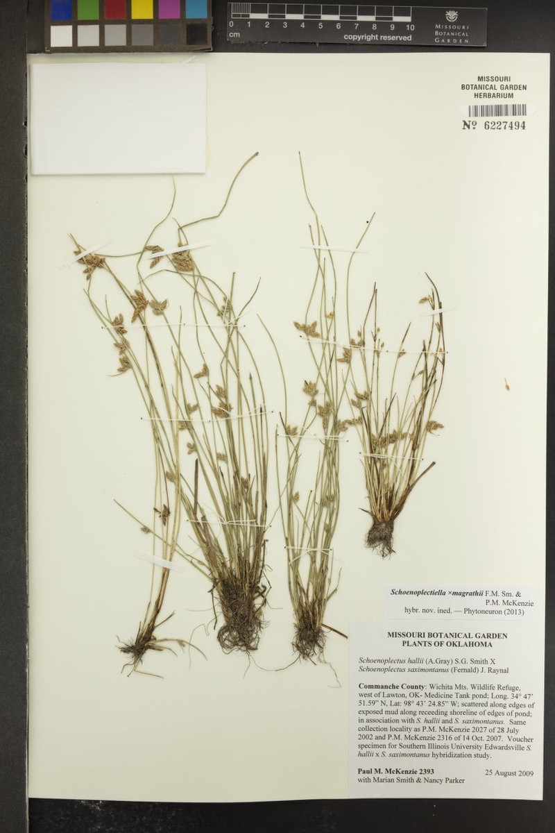 Schoenoplectiella × magrathii photo 3